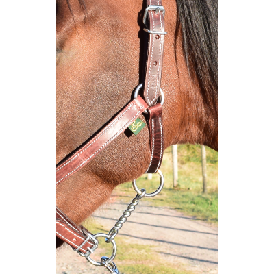 Licol Norton Cuir Blanc Cheval de Trait Licol Norton Cuir Blanc Cheval de Trait