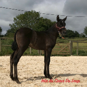 Licol foal cuir