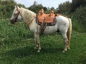 Selle camarguaise
